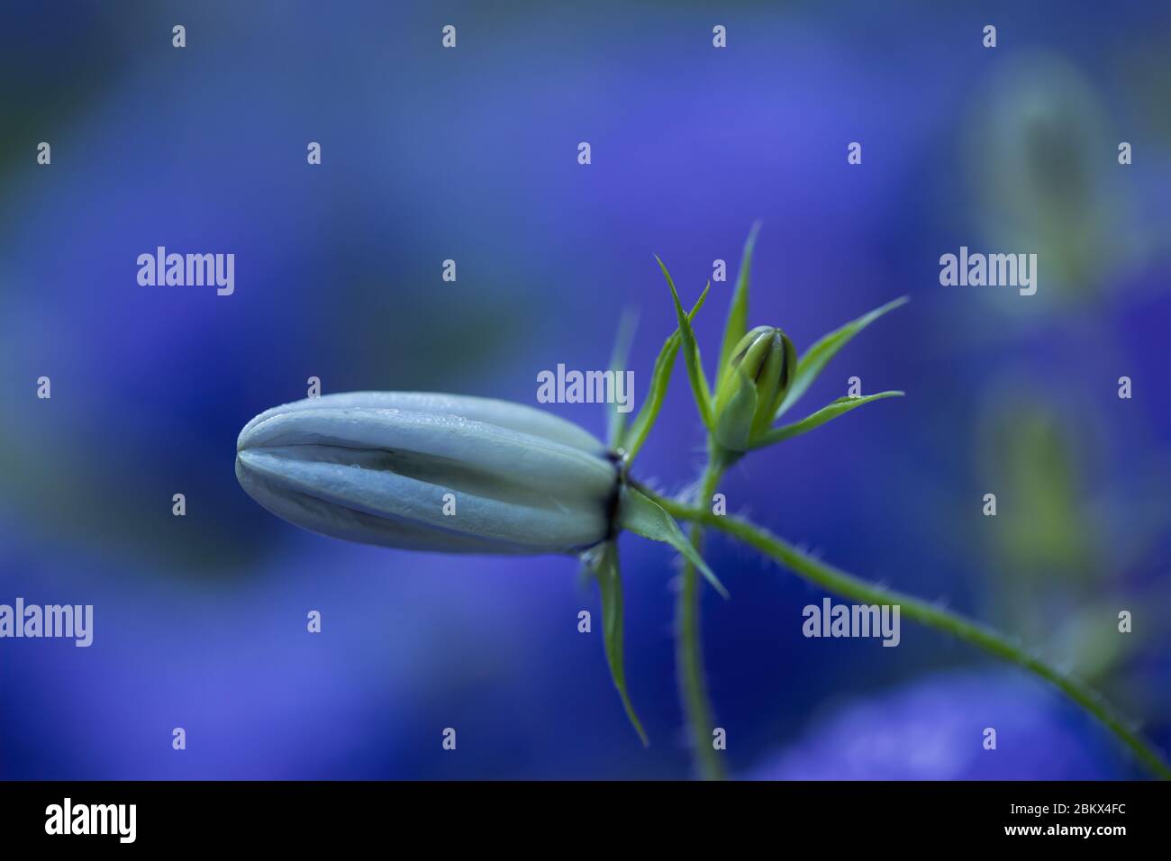 Macro image oa Campanula buds with out of focus flowers in the background. Stock Photo