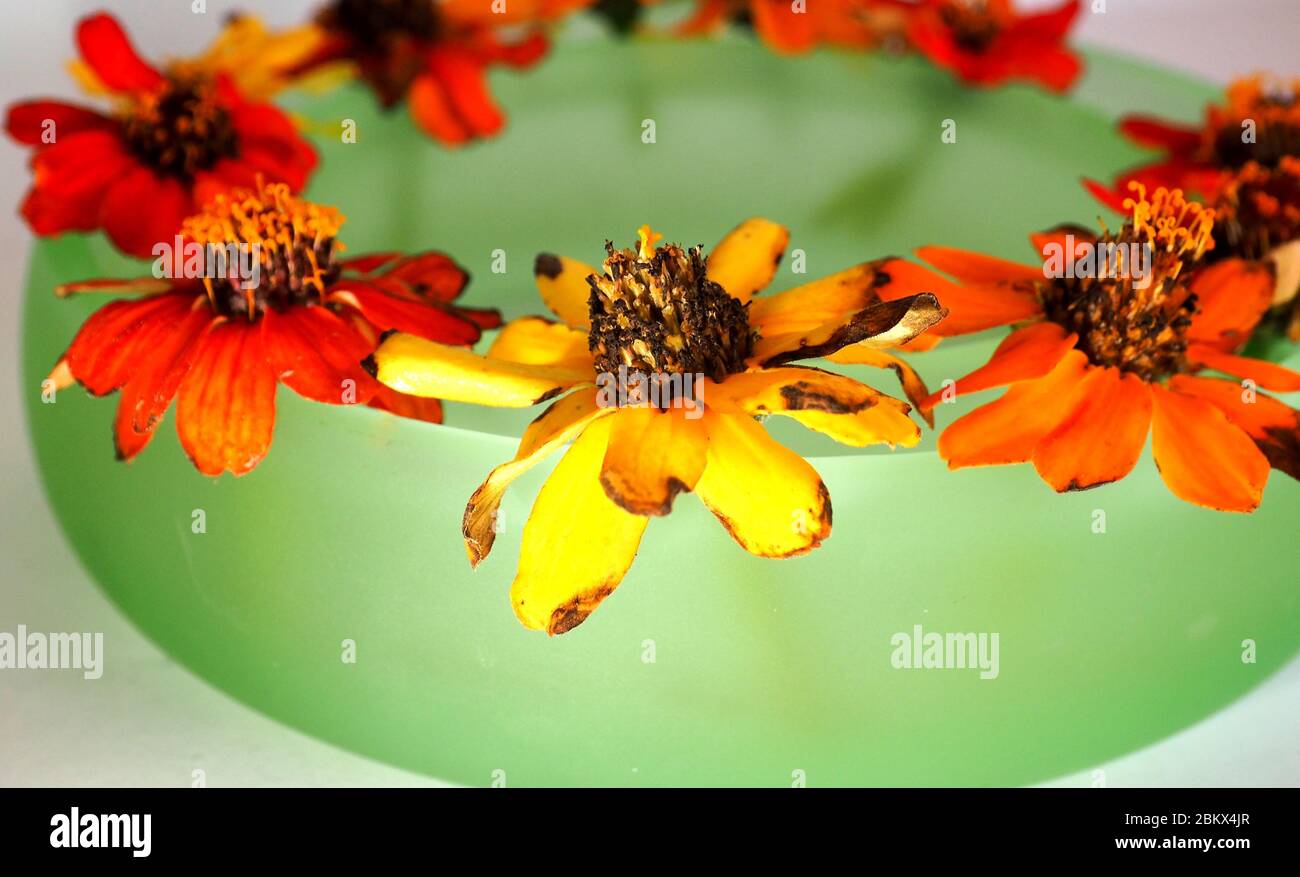 A small mid century ring vase with miniature zinnias floating for a table display Stock Photo