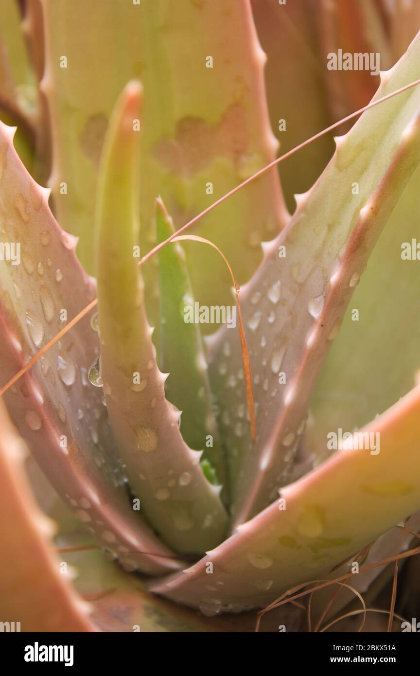 Aloe vera plant at forest leaves hi-res stock photography and images - Alamy