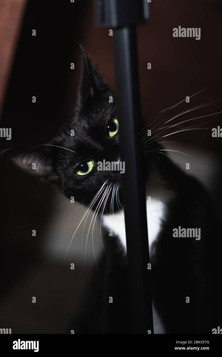 Tuxedo Cat in the House Stock Photo - Alamy