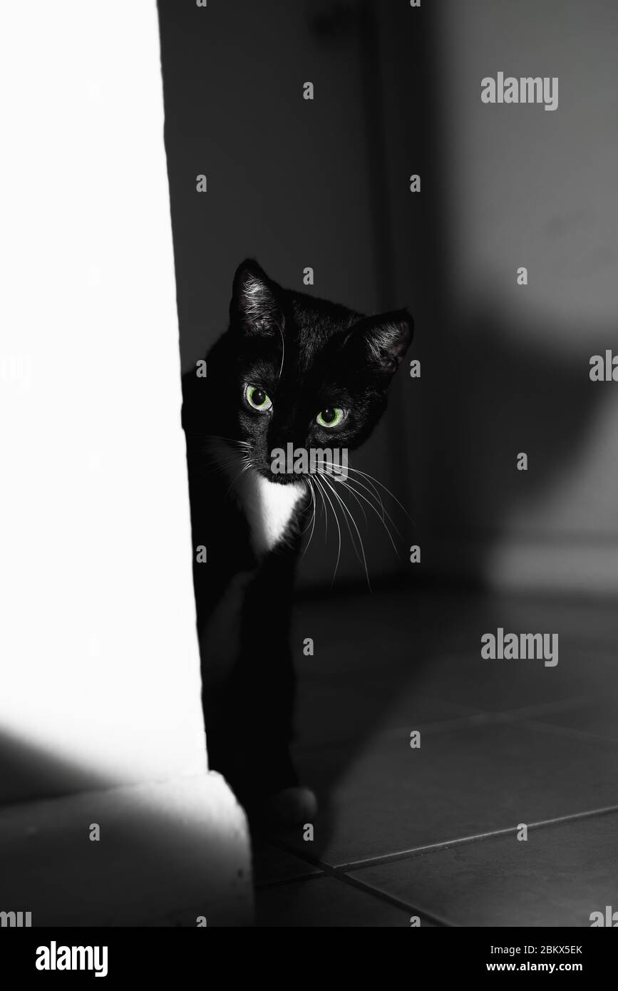 Tuxedo Cat in the House Stock Photo - Alamy