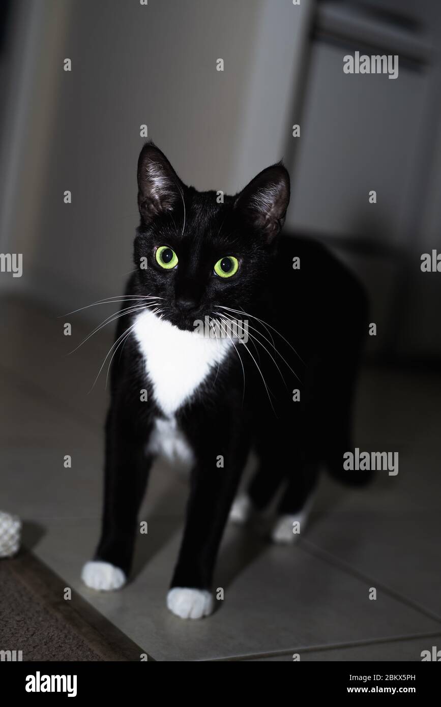 Tuxedo Cat in the House Stock Photo - Alamy