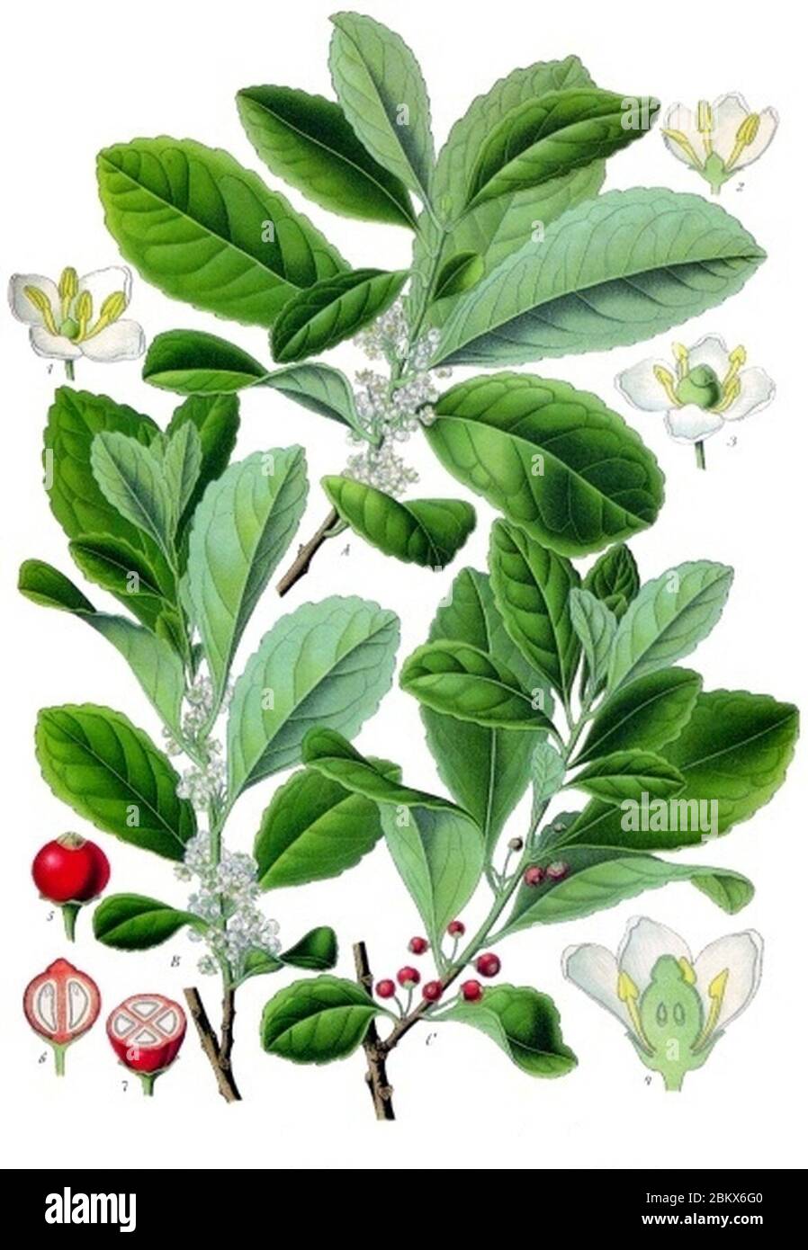 Ilex paraguariensis - Köhler–s Medizinal-Pflanzen-074. Stock Photo