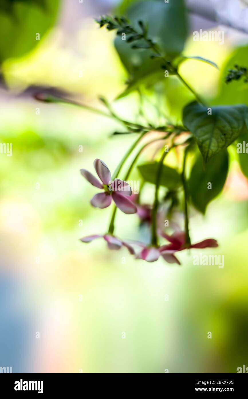 Shot of fresh flowers of Chinese honeysuckle or Rangoon creeper or Madhumalti with blurred background. Stock Photo