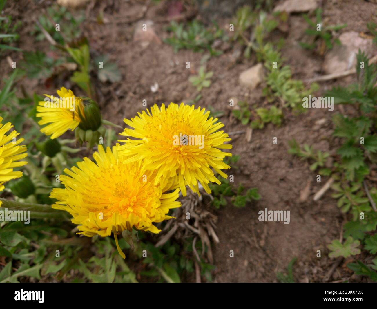 Macro Photo of a dandelion plant. Dandelion plant with a fluffy yellow bud. Yellow dandelion flower growing in the ground. Stock Photo