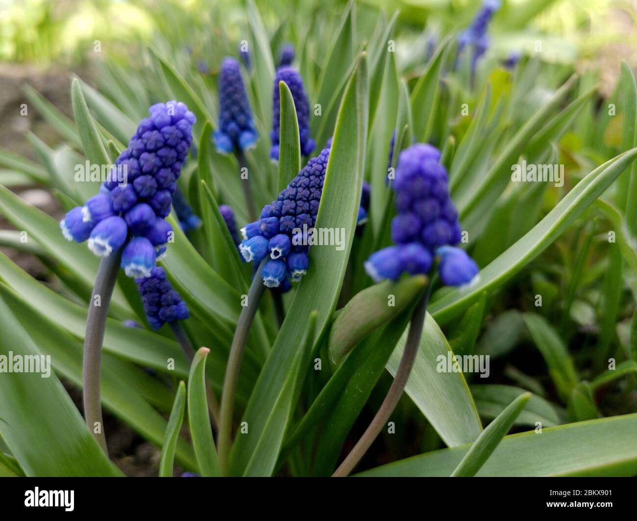 blue flowers in early spring in a flower bed Stock Photo - Alamy