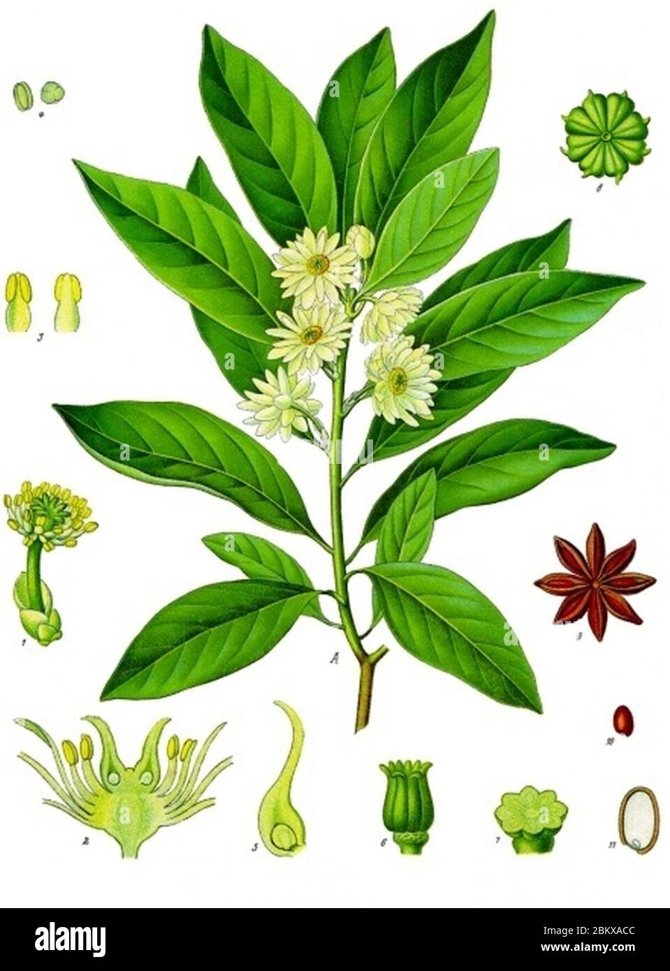 Illicium anisatum - Köhler–s Medizinal-Pflanzen-075. Stock Photo