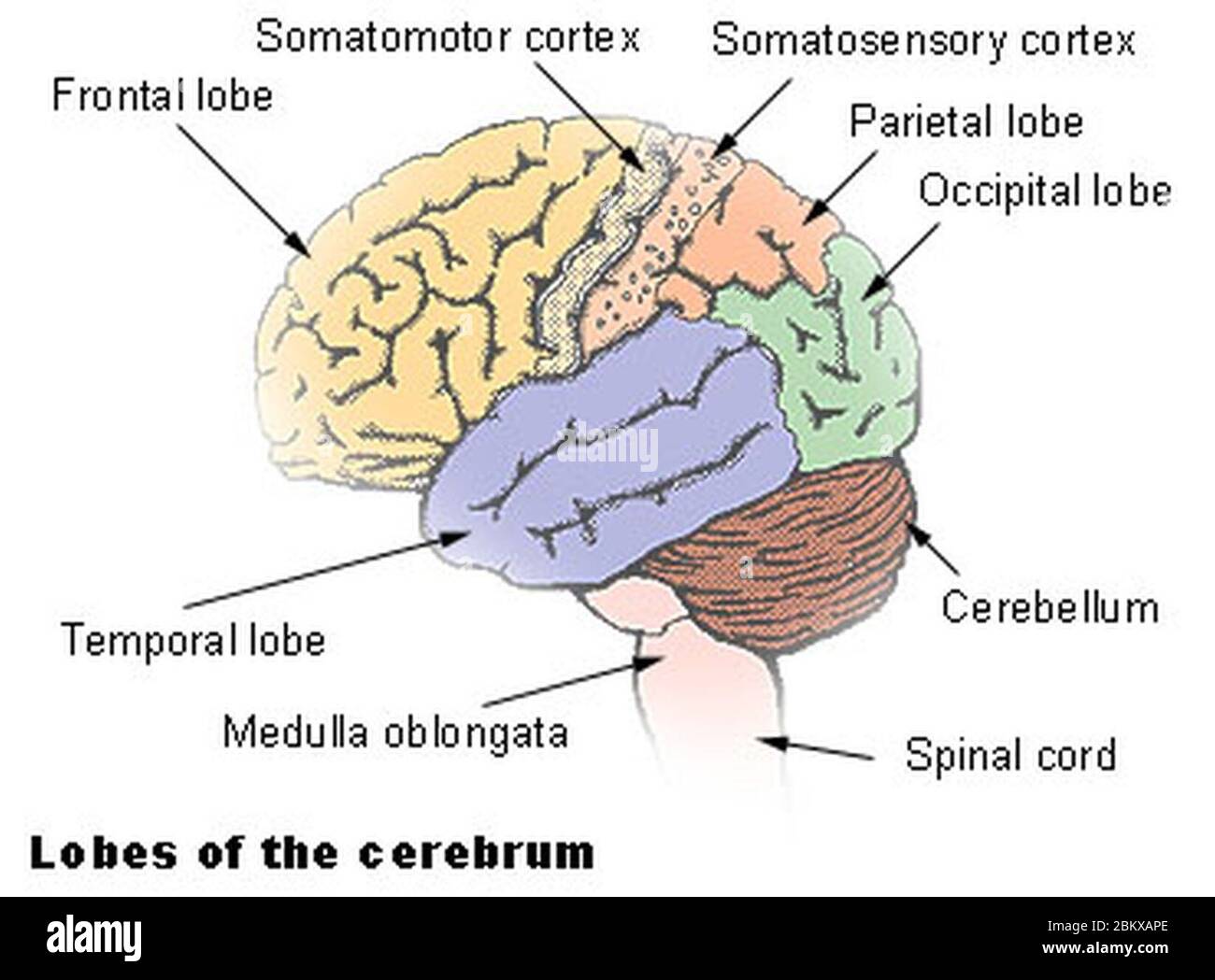 Illu cerebrum lobes. Stock Photo