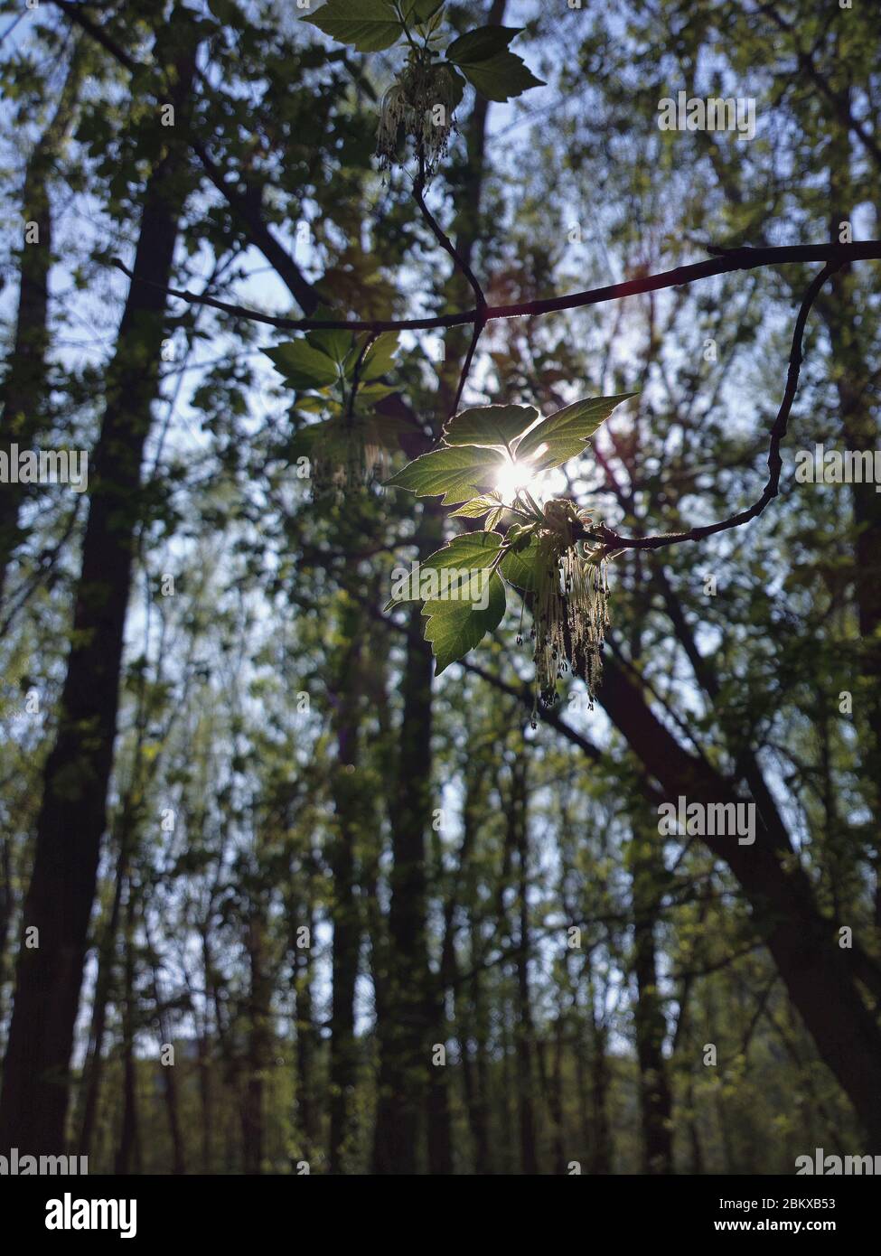 The sun shines through the branches of the trees. A branch with leaves against the blue sky in focus. Spring sun on a Sunny day. Stock Photo