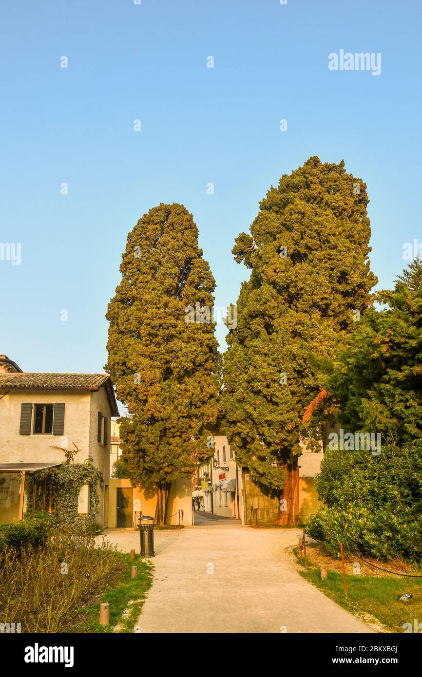 Entrance avenue in the park of Villa Guerrieri in the old town of Bardolino with old trees in a sunny day, Lake Garda, Verona, Veneto, Italy Stock Photo