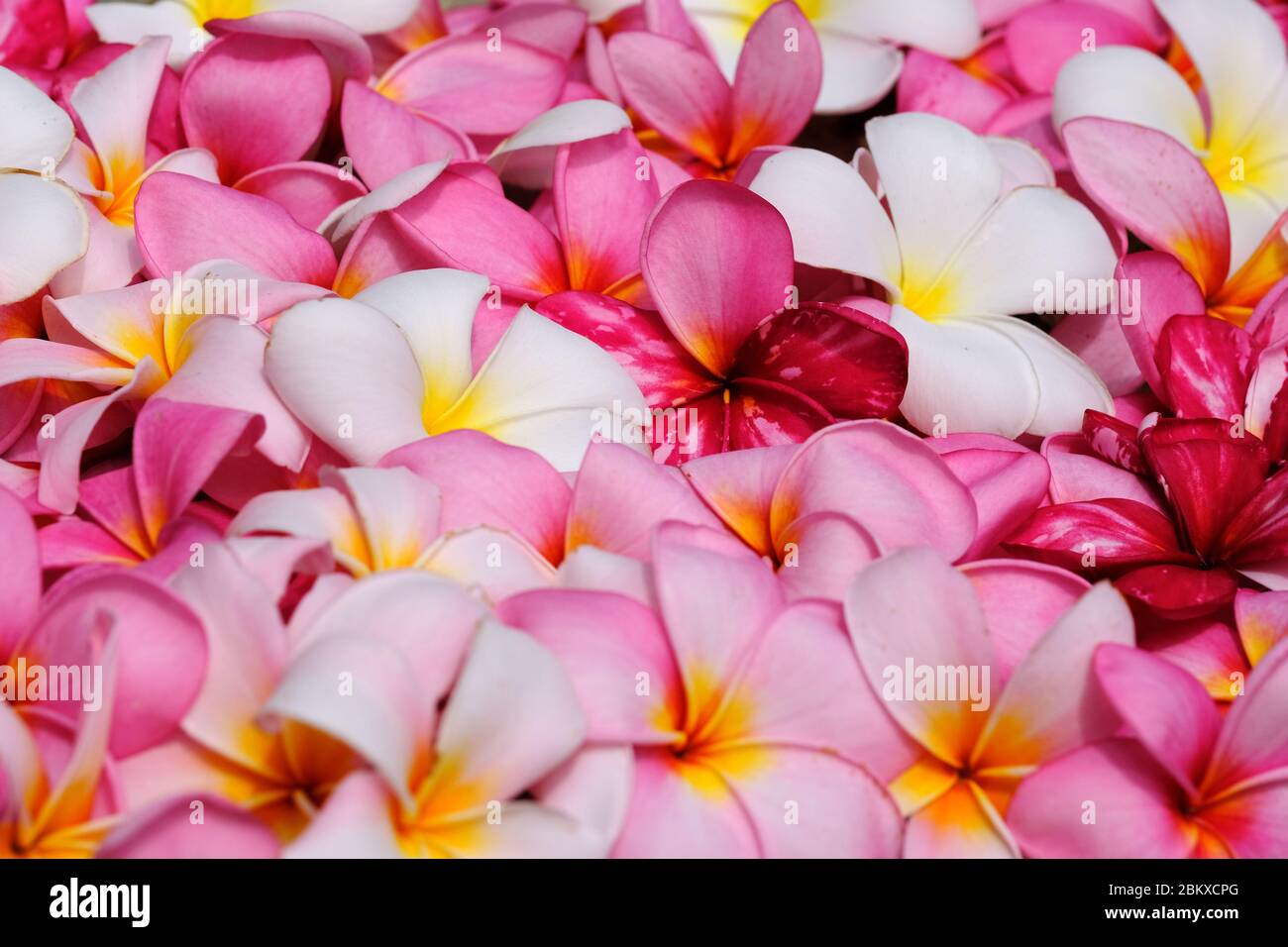 Frangipani Plumeria Flower White Pink Yellow Stock Photo