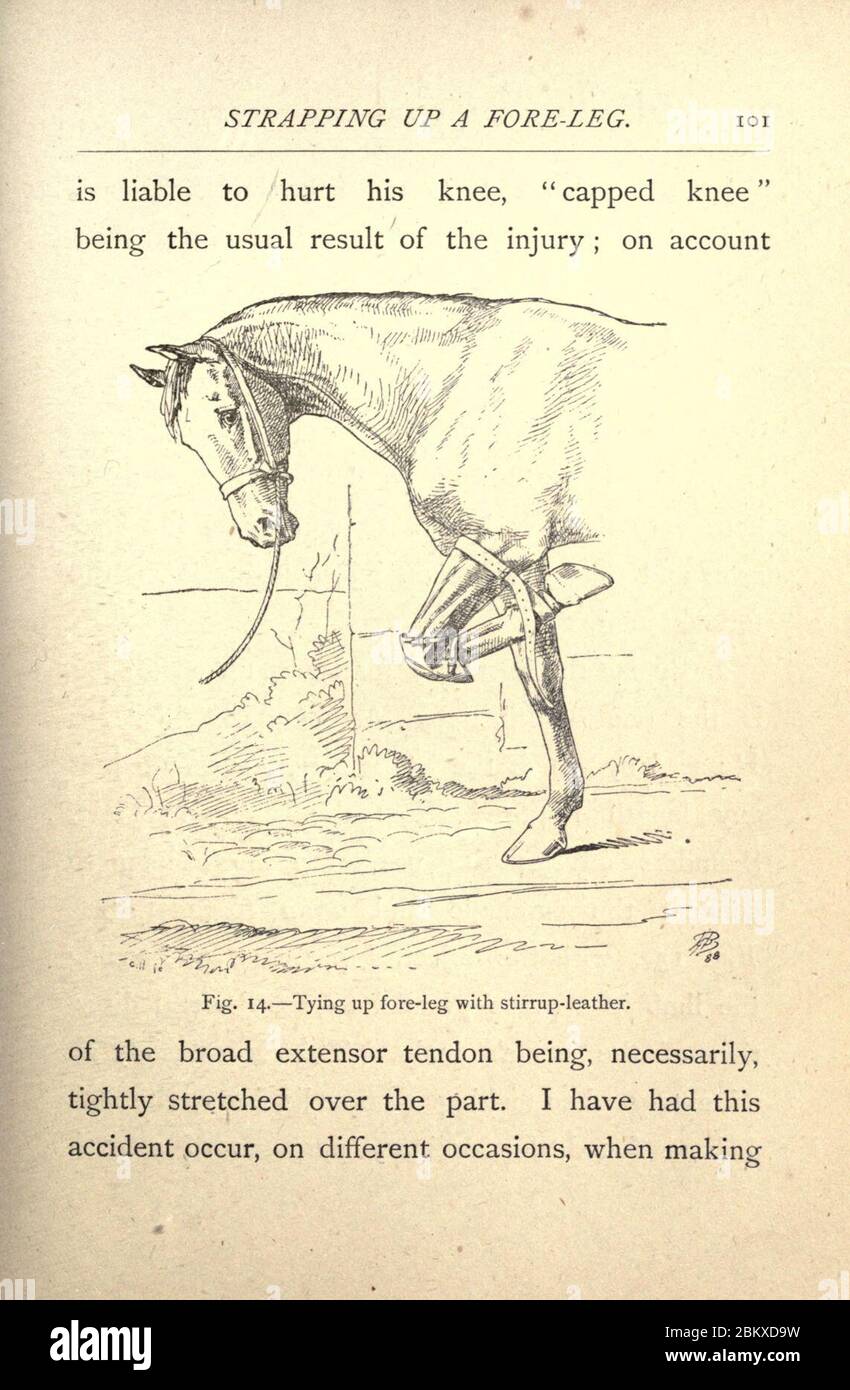 Illustrated horse breaking (Page 101 Stock Photo Alamy