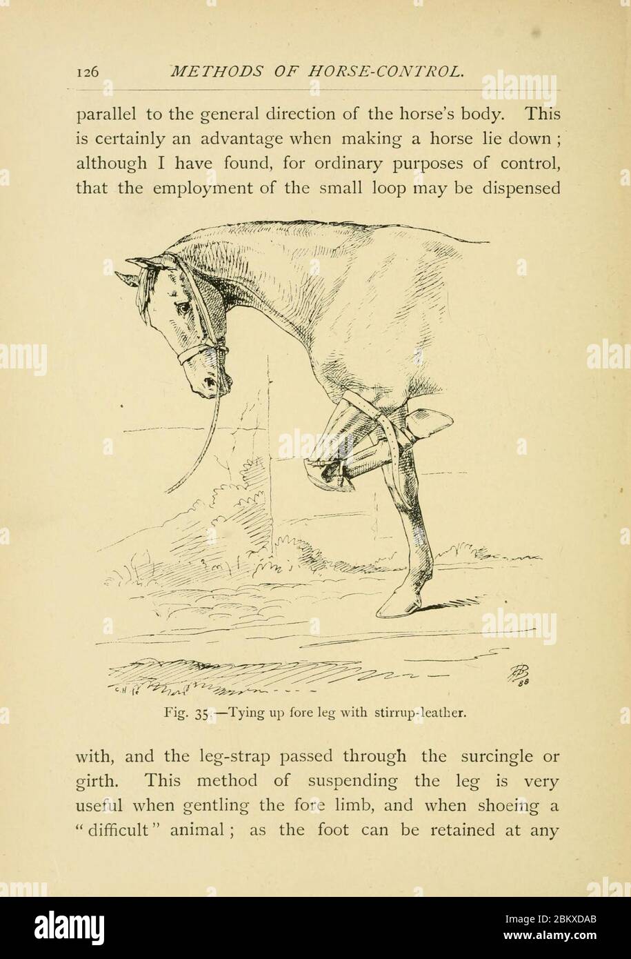Illustrated horse breaking (Page 126) Stock Photo
