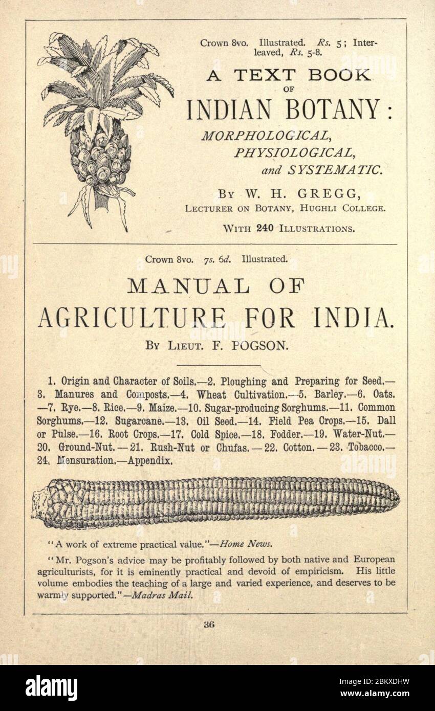 Illustrated horse breaking Stock Photo Alamy