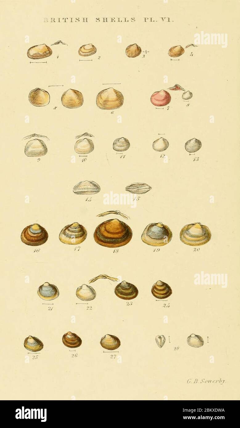 Illustrated Index of British Shells Plate 06. Stock Photo