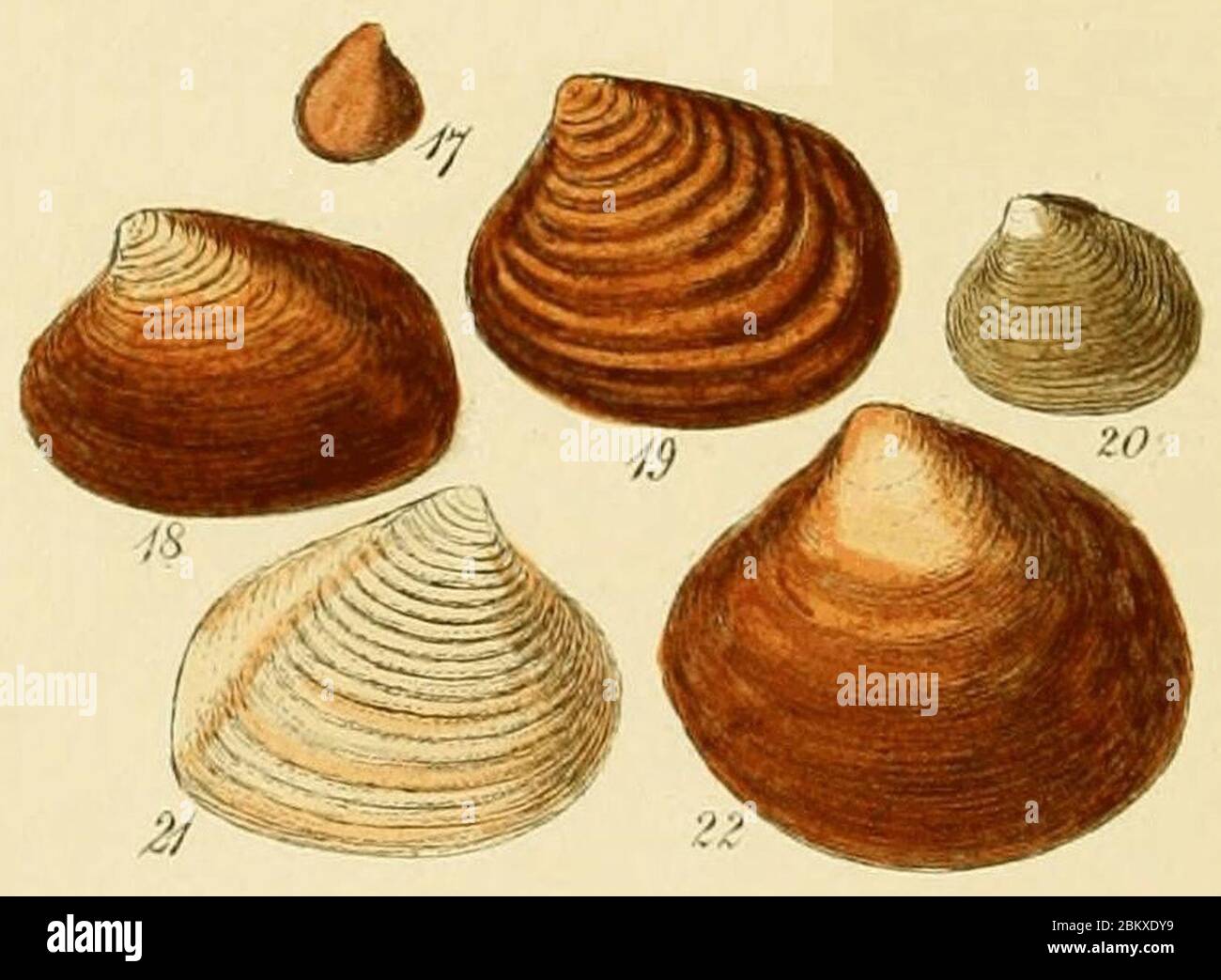 Illustrated Index of British Shells Plate 04 Figs 17-22 Stock Photo - Alamy