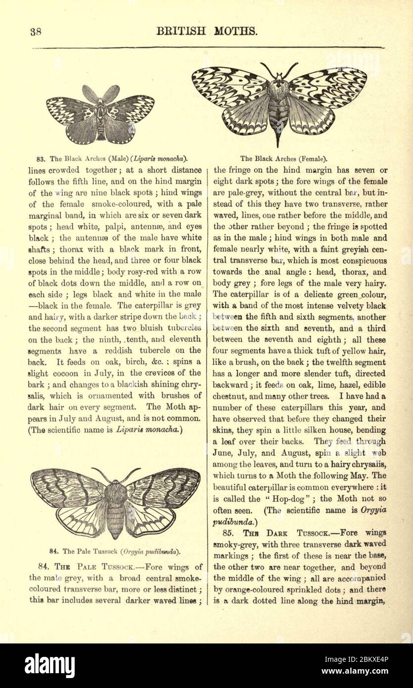 Illustrated natural history of British butterflies and moths (Page 38