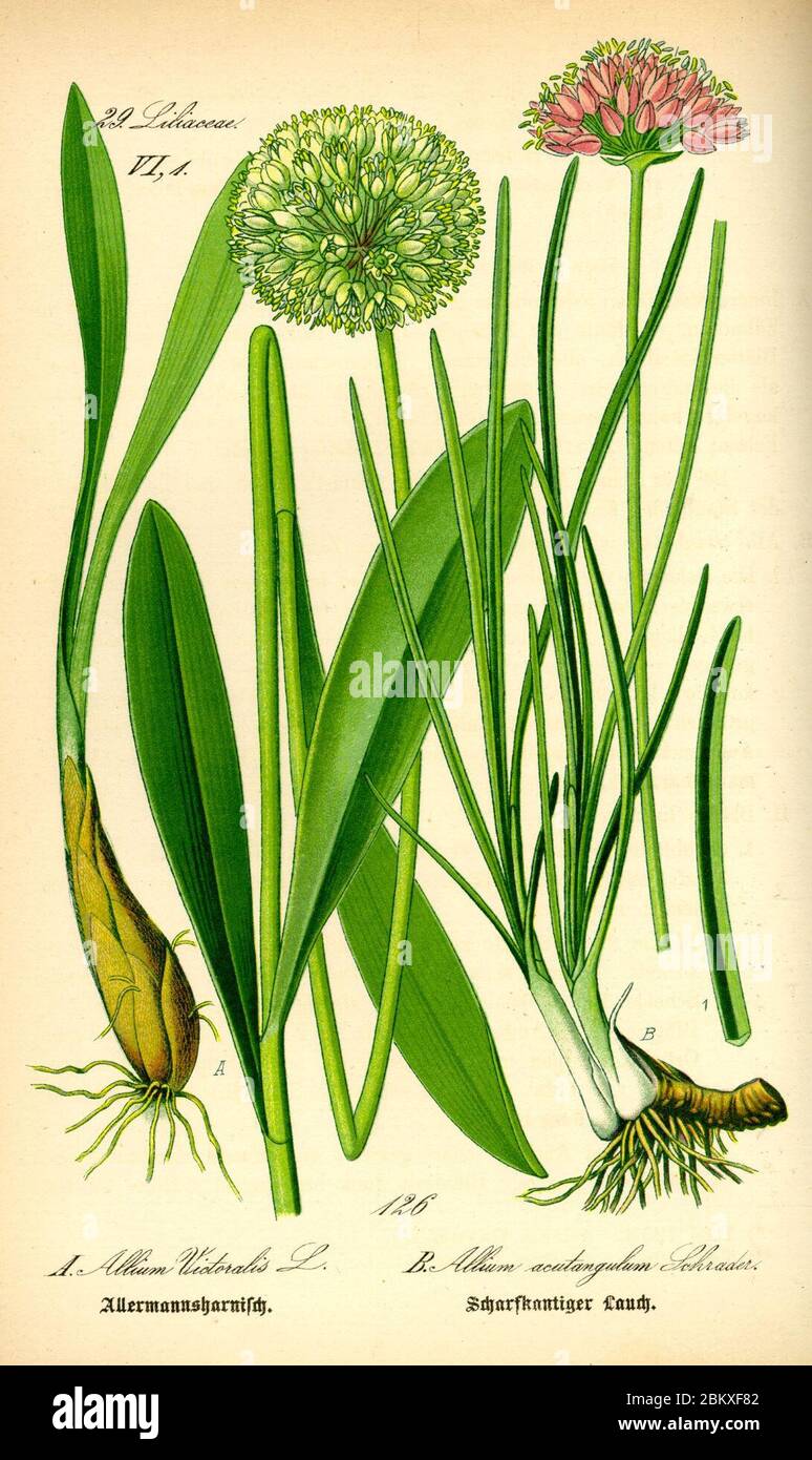 Illustration Allium victorialis. Stock Photo