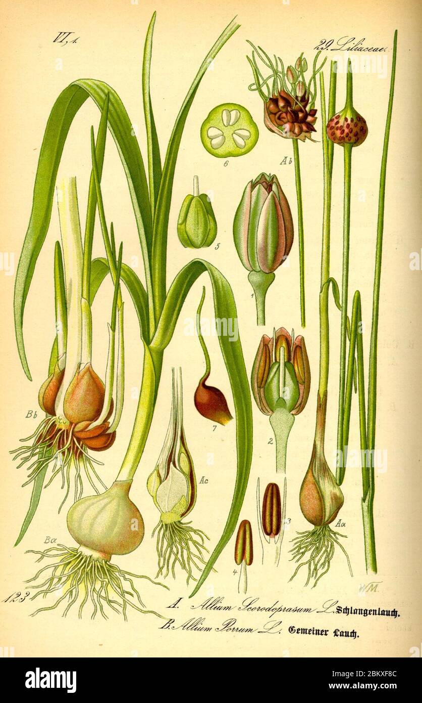 Illustration Allium scorodoprasum and Allium porrum0. Stock Photo