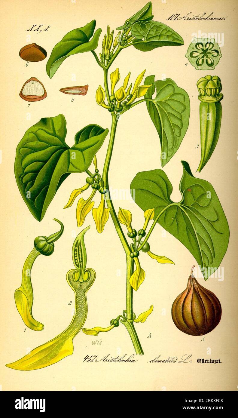 Illustration Aristolochia clematitis0. Stock Photo