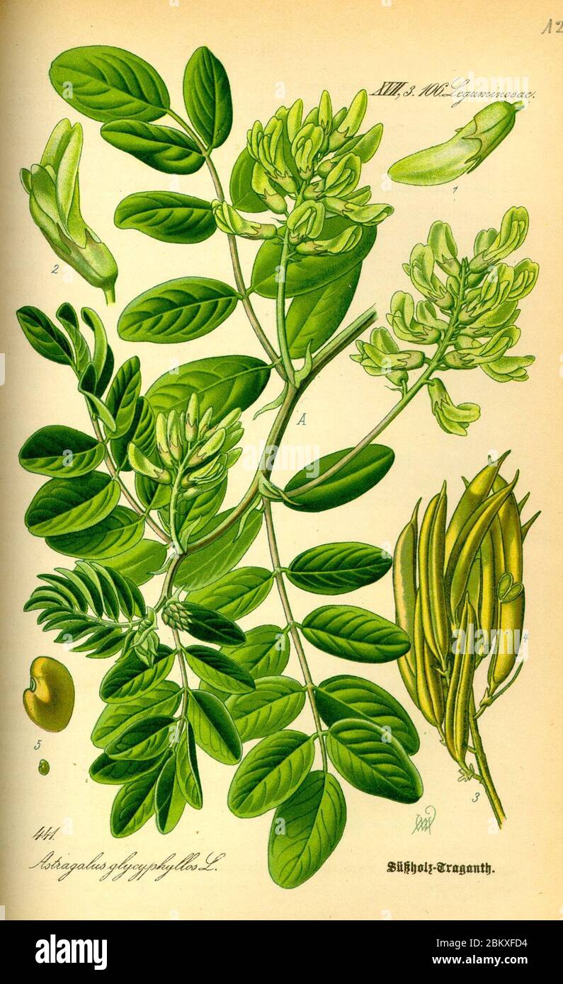 Illustration Astragalus glycyphyllos0. Stock Photo