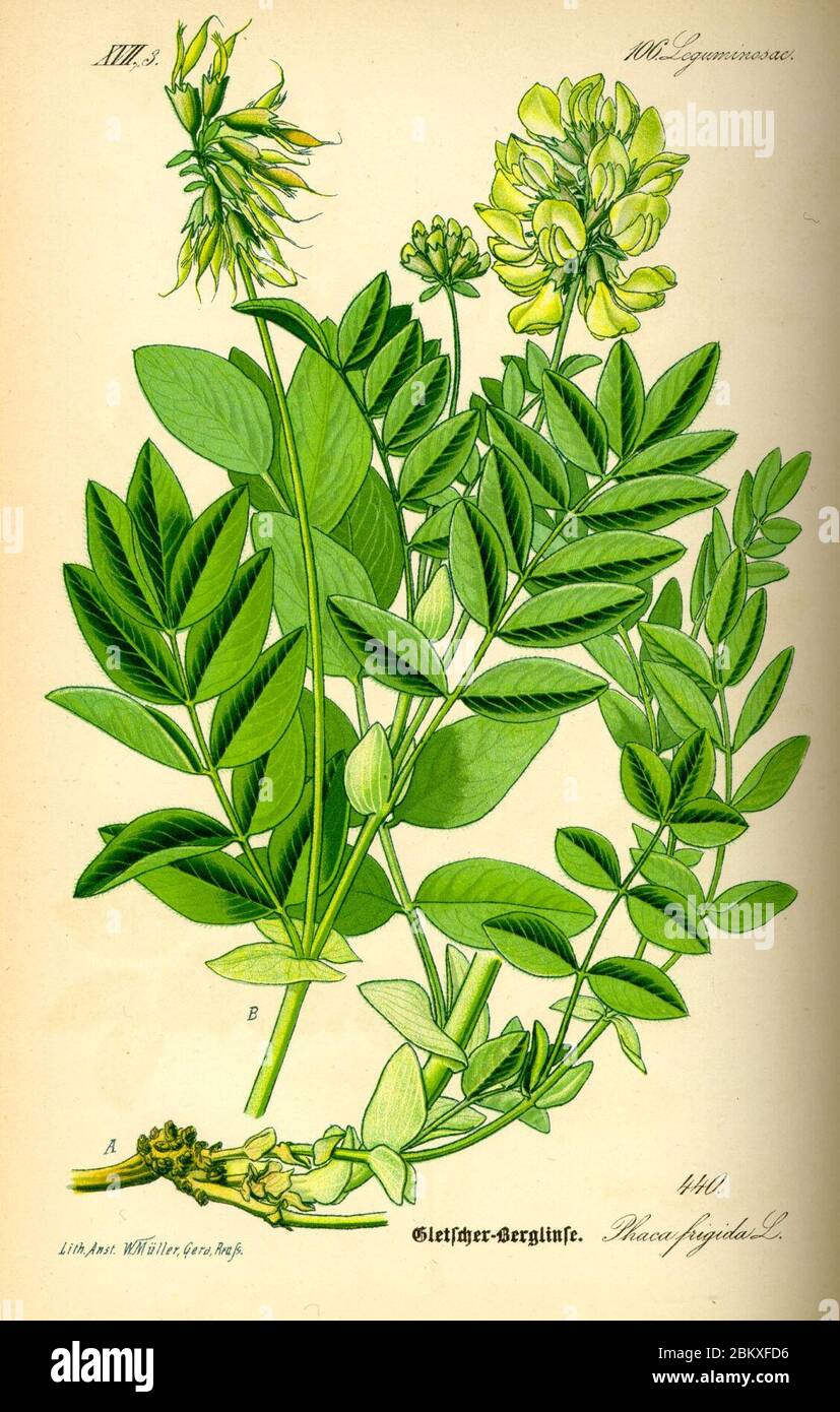 Illustration Astragalus frigidus0. Stock Photo