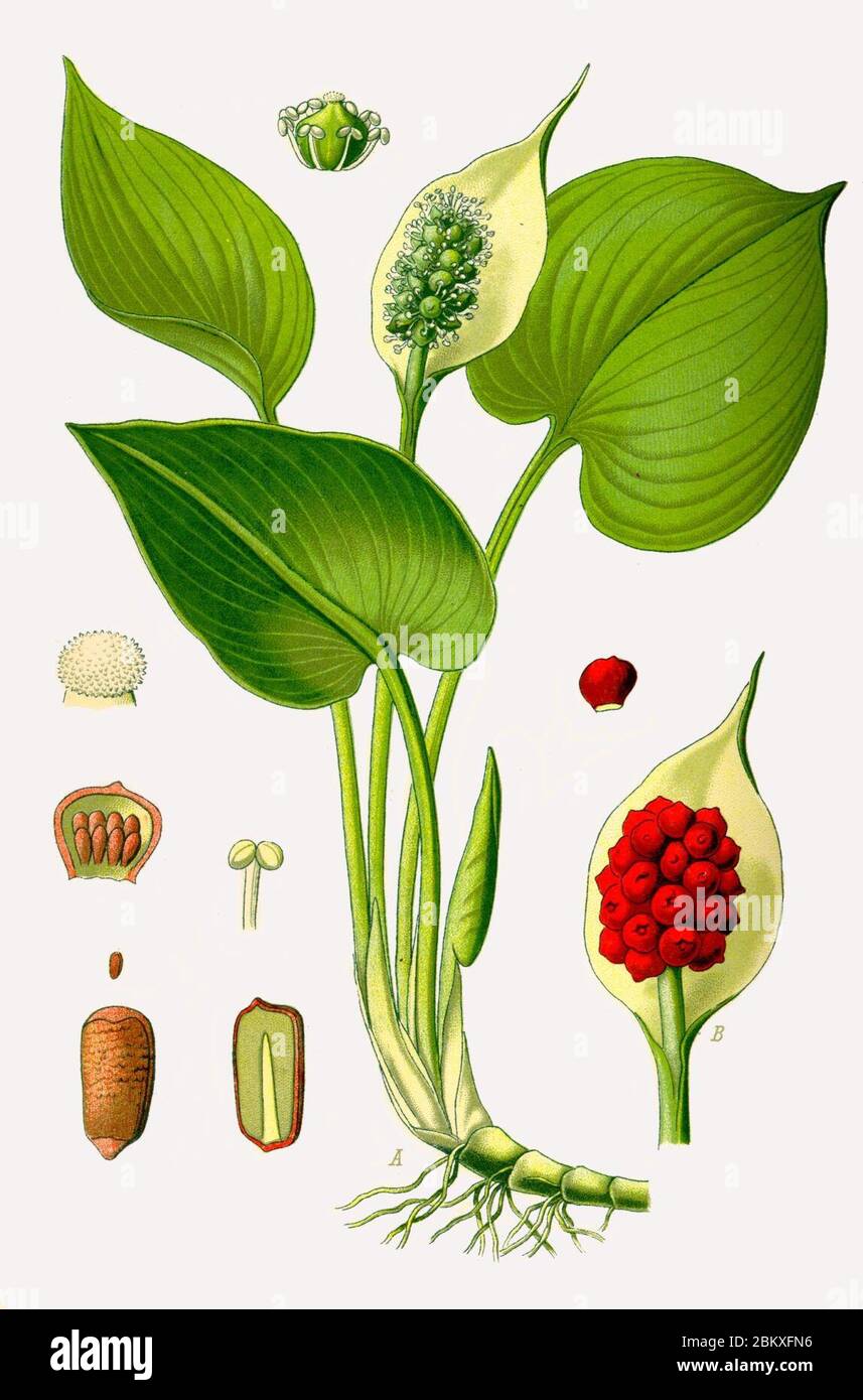 Illustration Calla palustris0 Stock Photo Alamy
