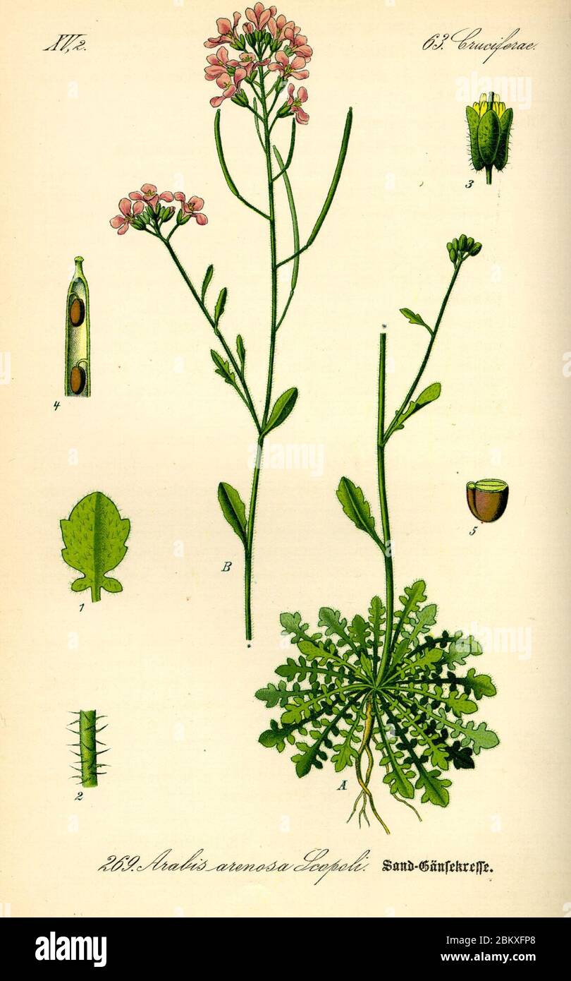 Illustration Cardaminopsis arenosa0. Stock Photo