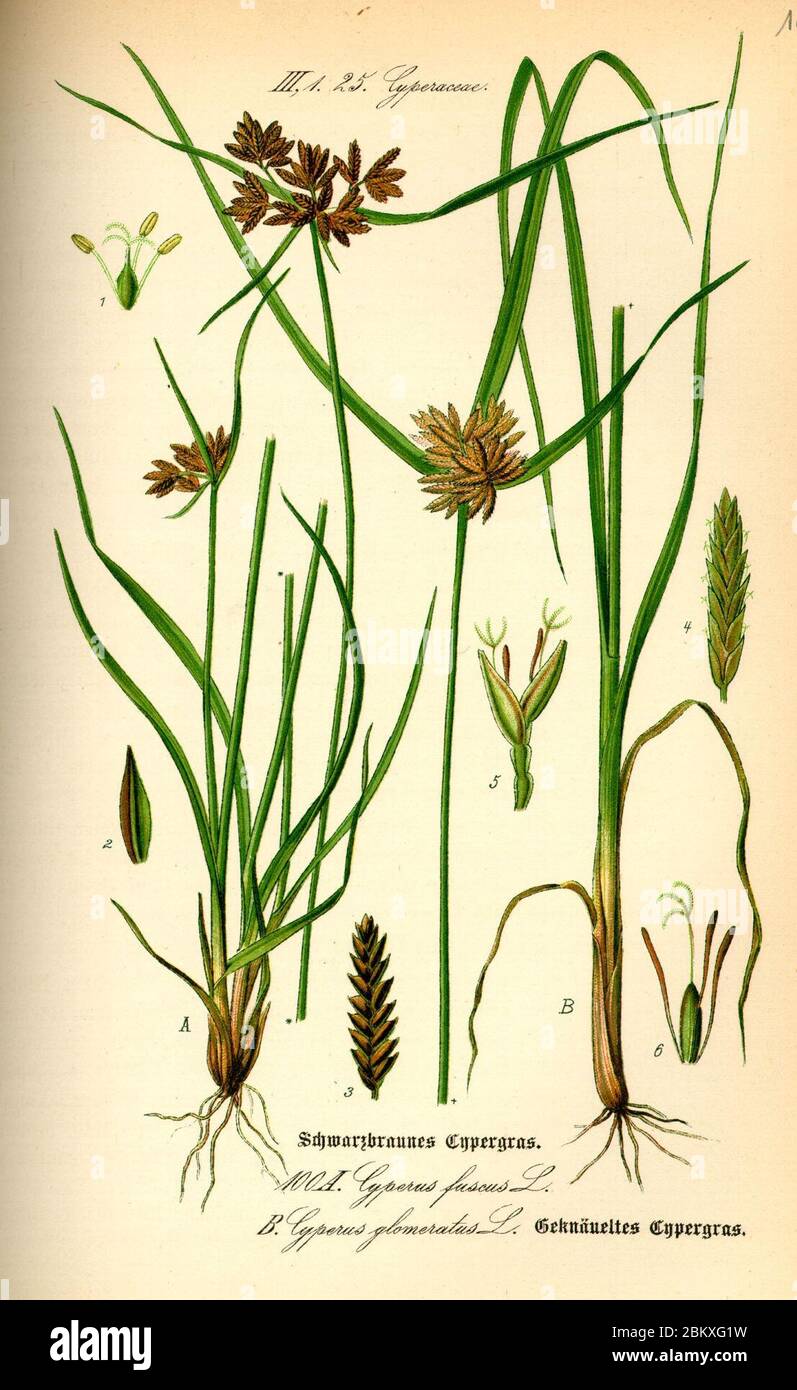 Illustration Cyperus fuscus0. Stock Photo
