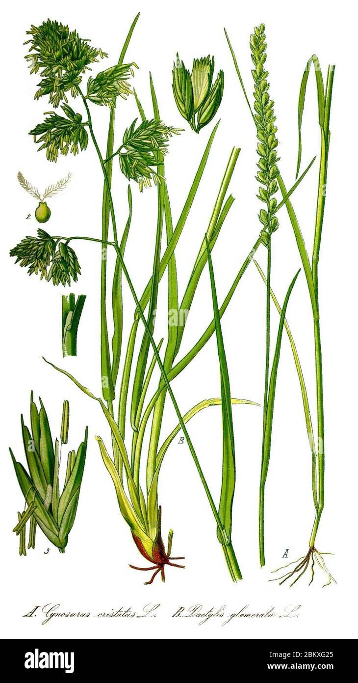 Illustration Dactylis glomerata0 clean Stock Photo - Alamy