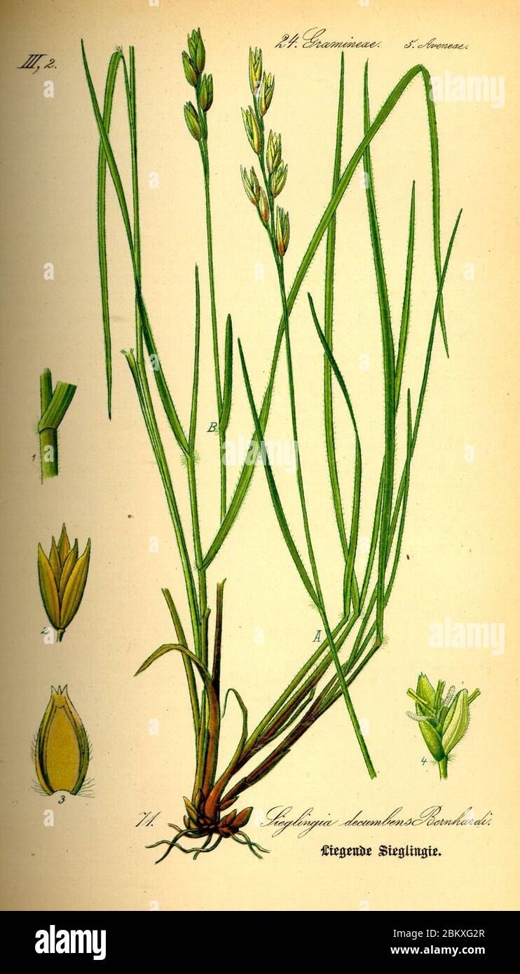 Illustration Danthonia decumbens0. Stock Photo