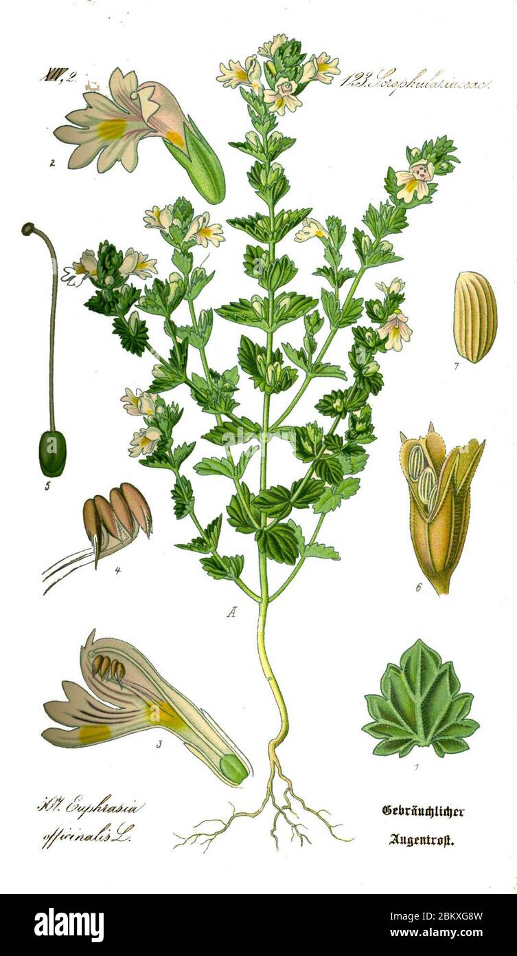 Illustration Euphrasia rostkoviana0 clean. Stock Photo