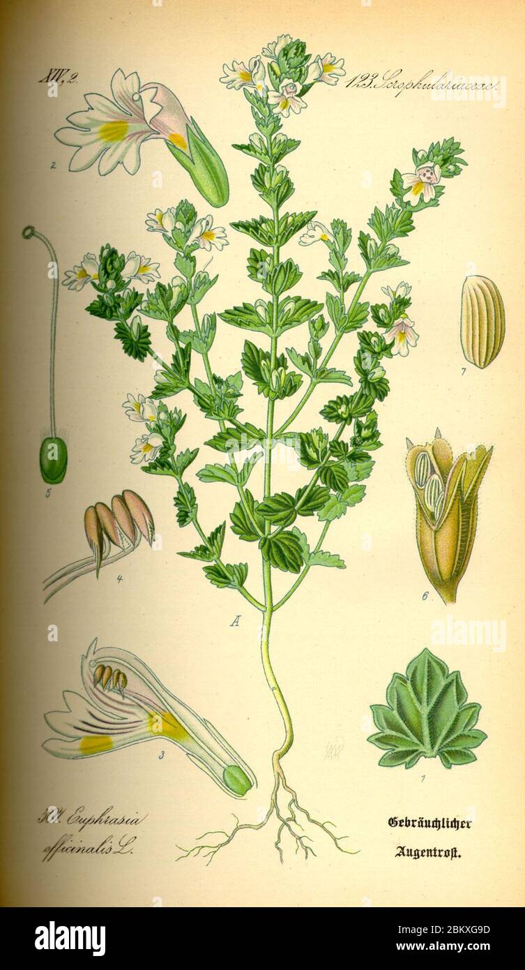 Illustration Euphrasia rostkoviana0. Stock Photo