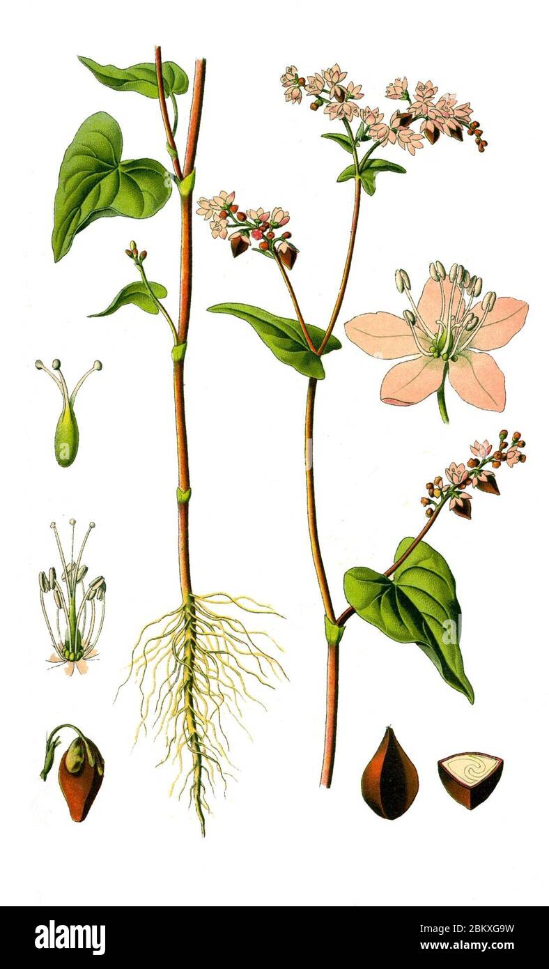 Illustration Fagopyrum Esculentum0 Clean Stock Photo Alamy Illustration Fagopyrum Esculentum0 Clean Stock Photo Alamy