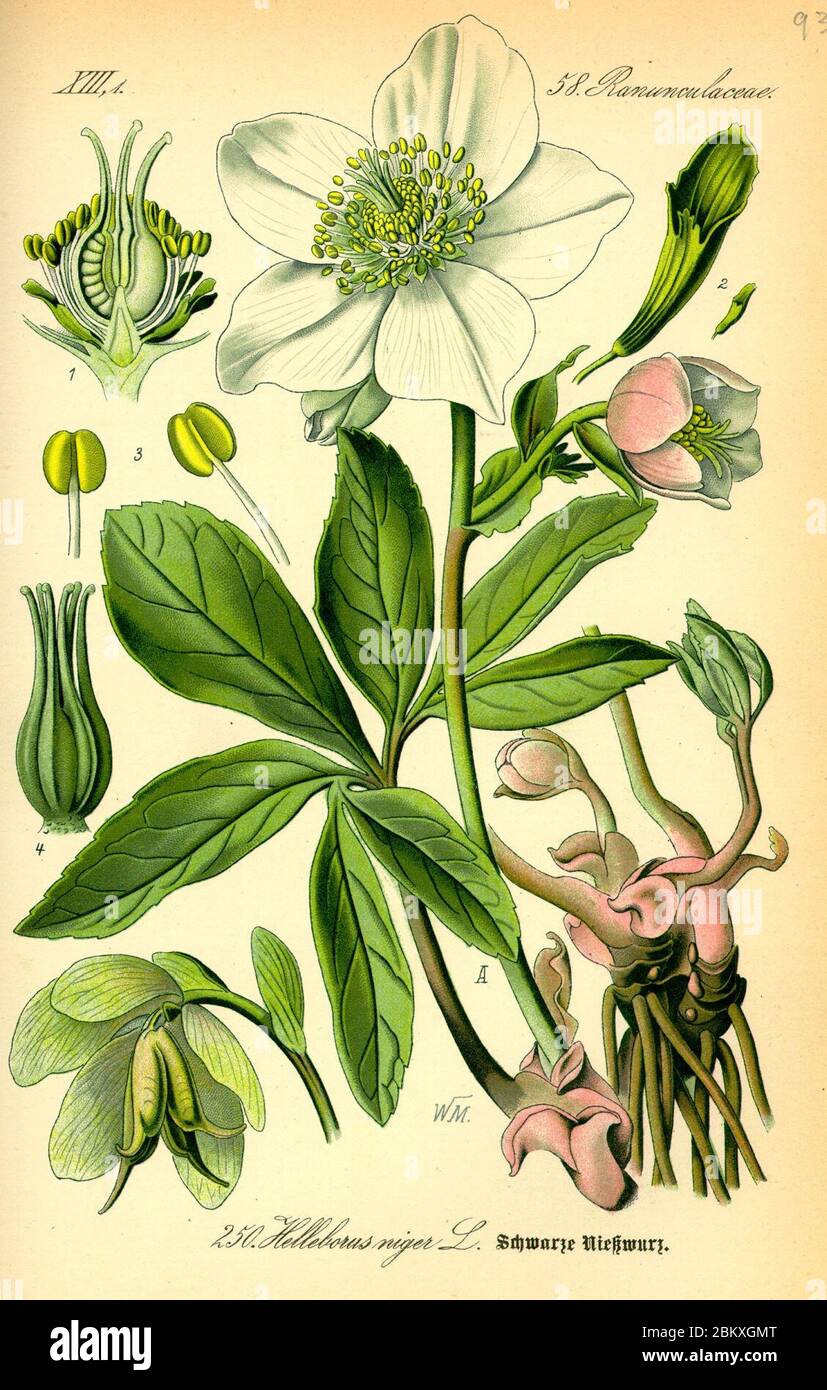 Illustration Helleborus niger0. Stock Photo