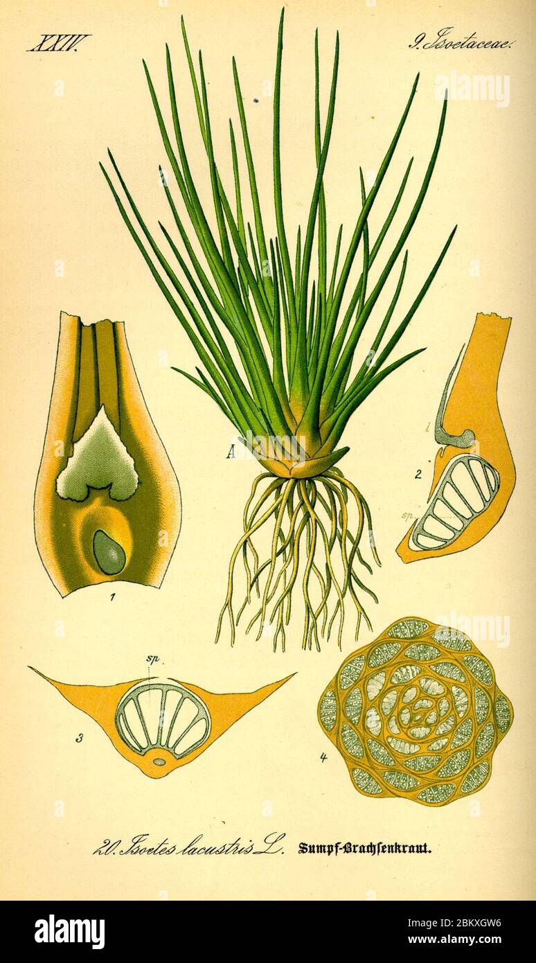 Illustration Isoetes lacustris0. Stock Photo