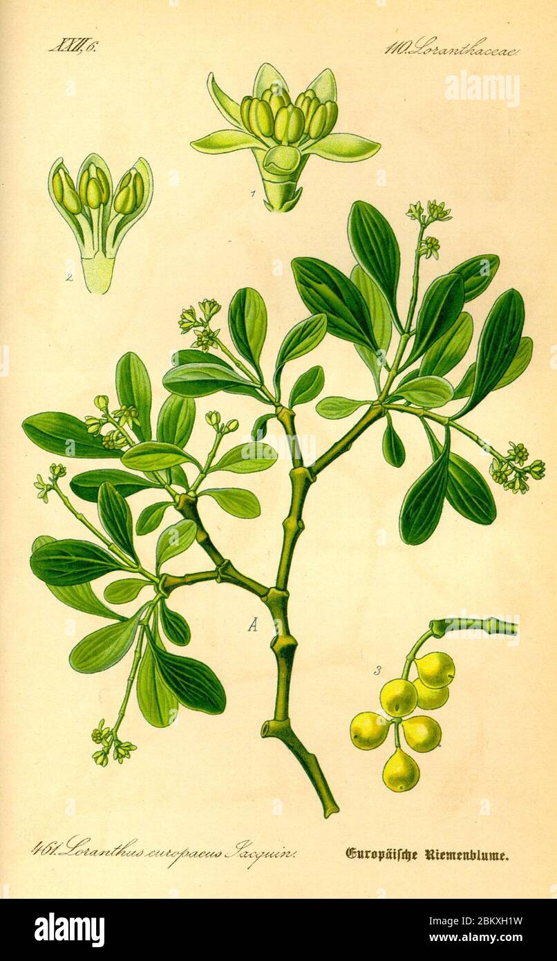 Illustration Loranthus europaeus0. Stock Photo