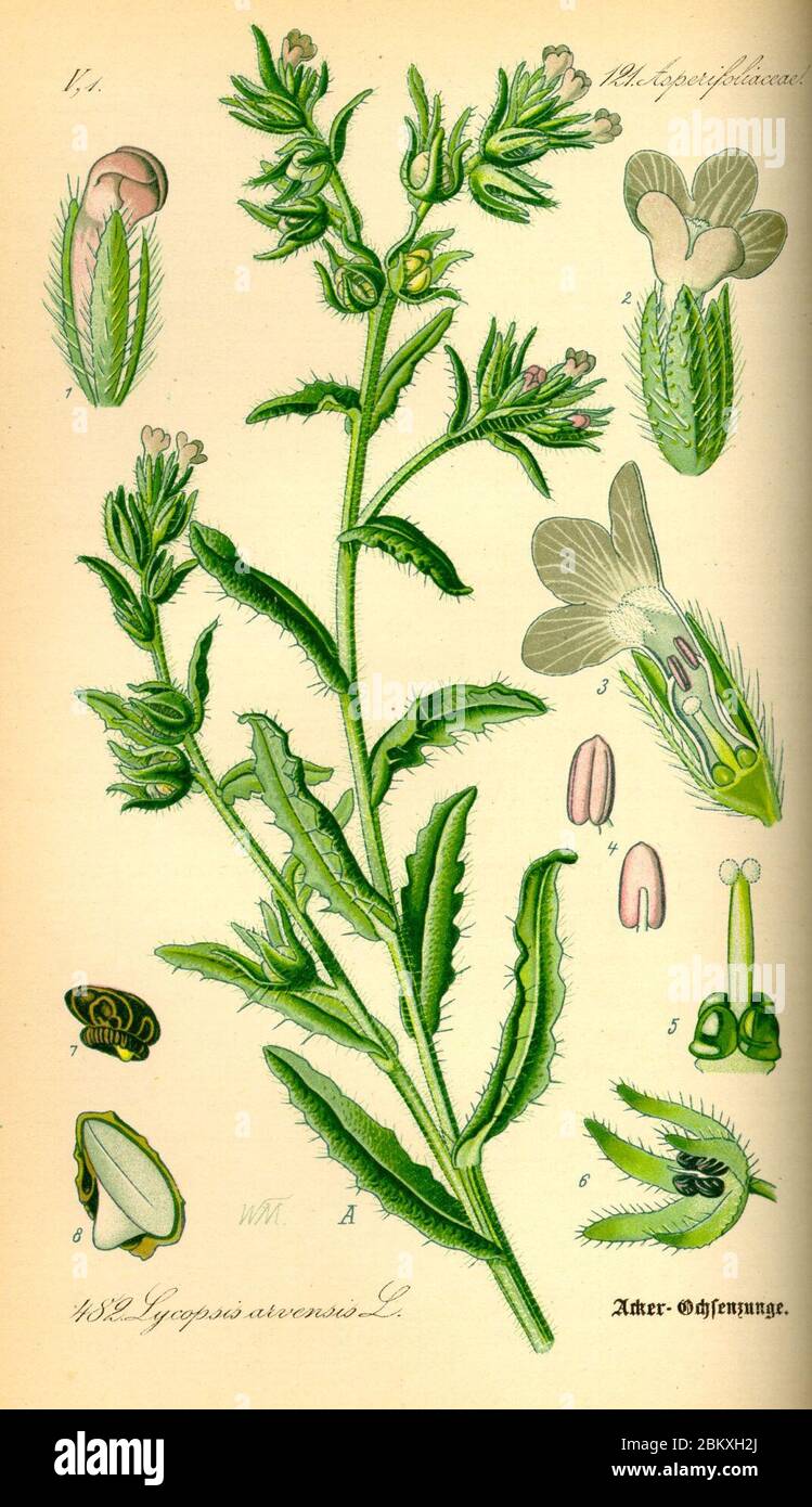 Illustration Lycopsis arvensis0. Stock Photo