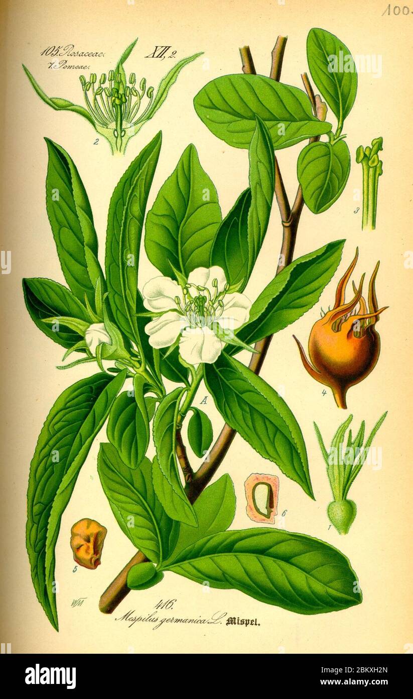 Mespilus Illustration Mespilus germanica0 Stock Photo - Alamy