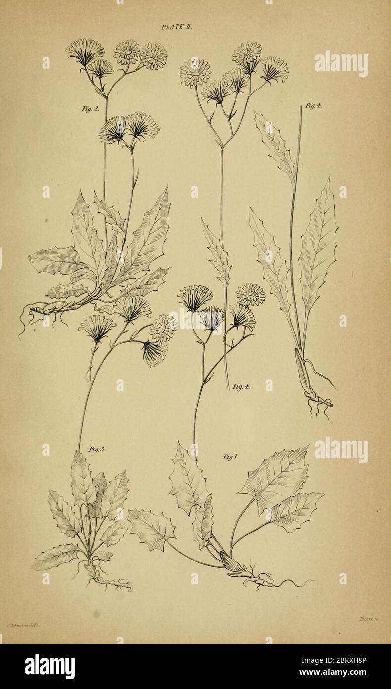 Illustration of Hieracium murorum & Hieracium sylvaticum by Catharine Johnston. Stock Photo