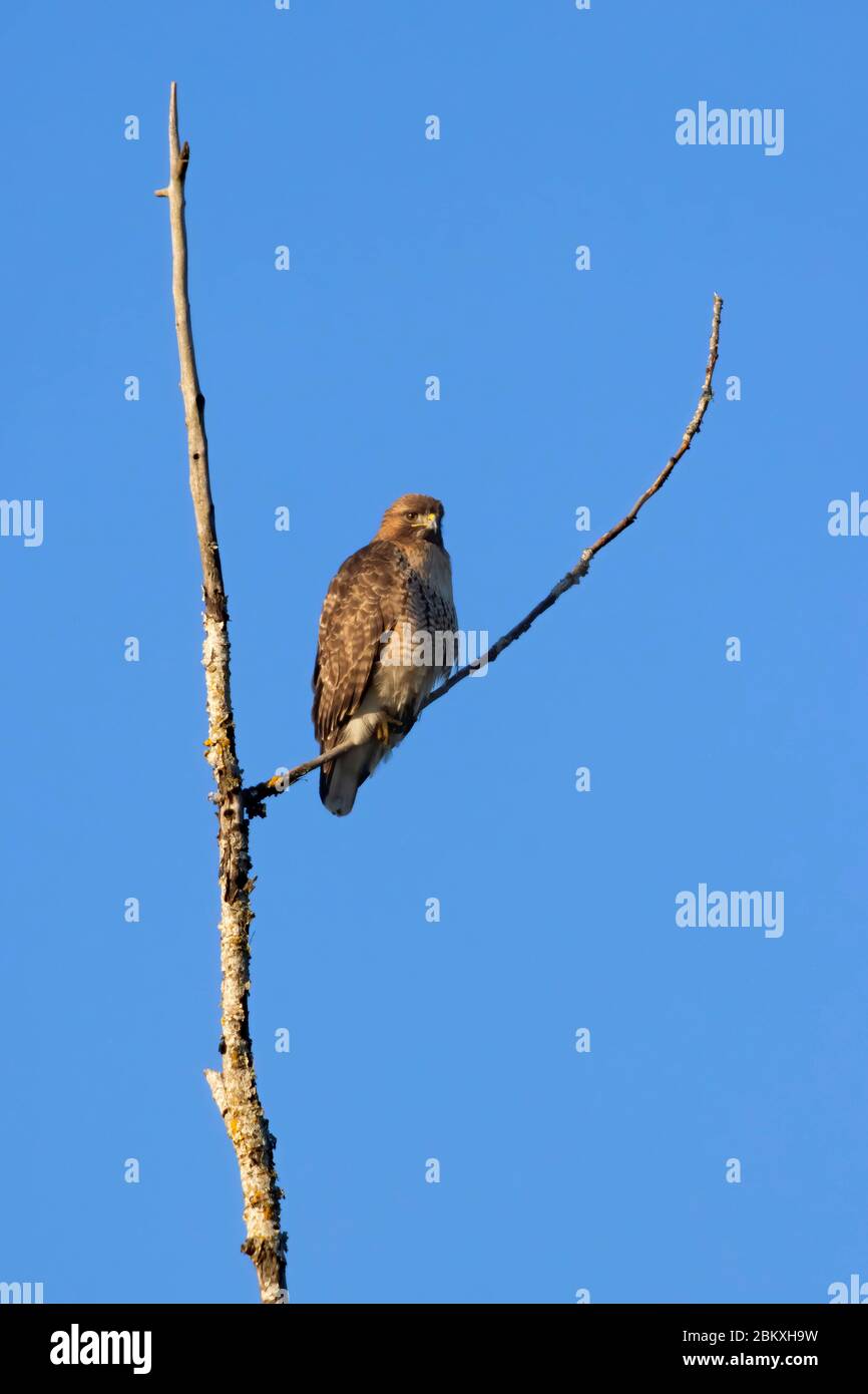 Fishing hawk hi-res stock photography and images - Alamy