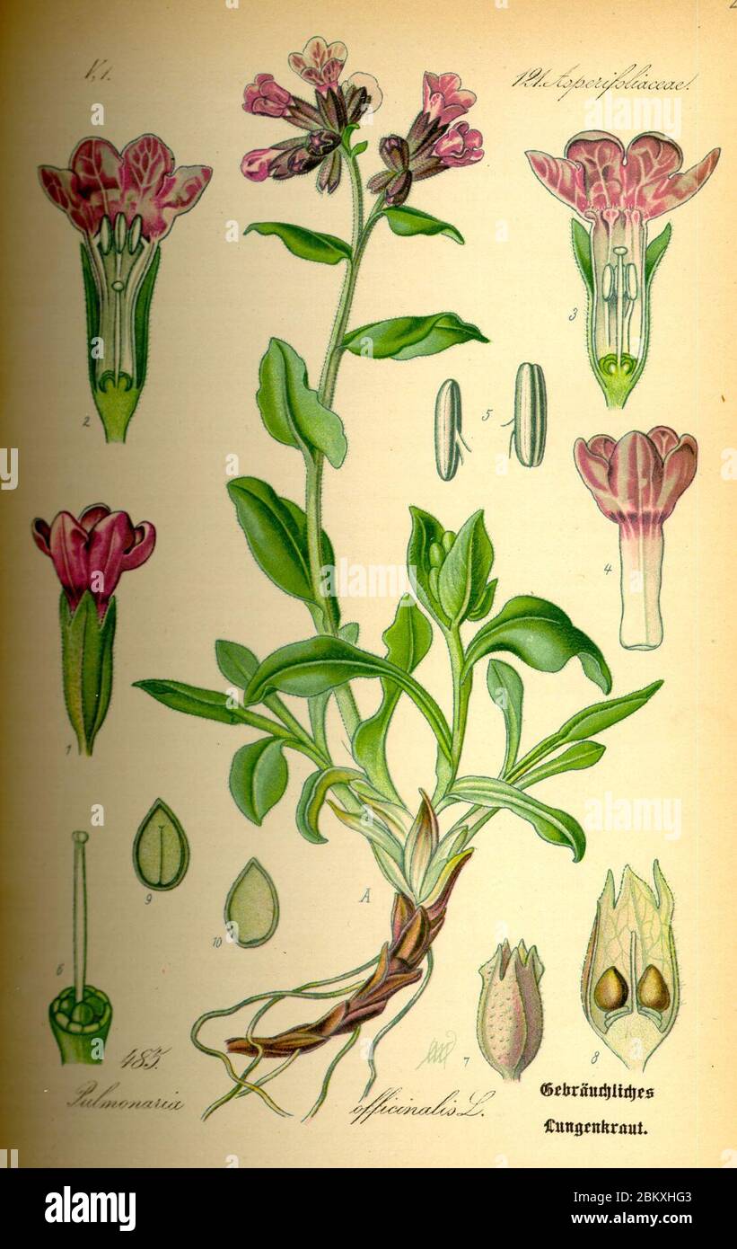 Illustration Pulmonaria officinalis0 Stock Photo - Alamy