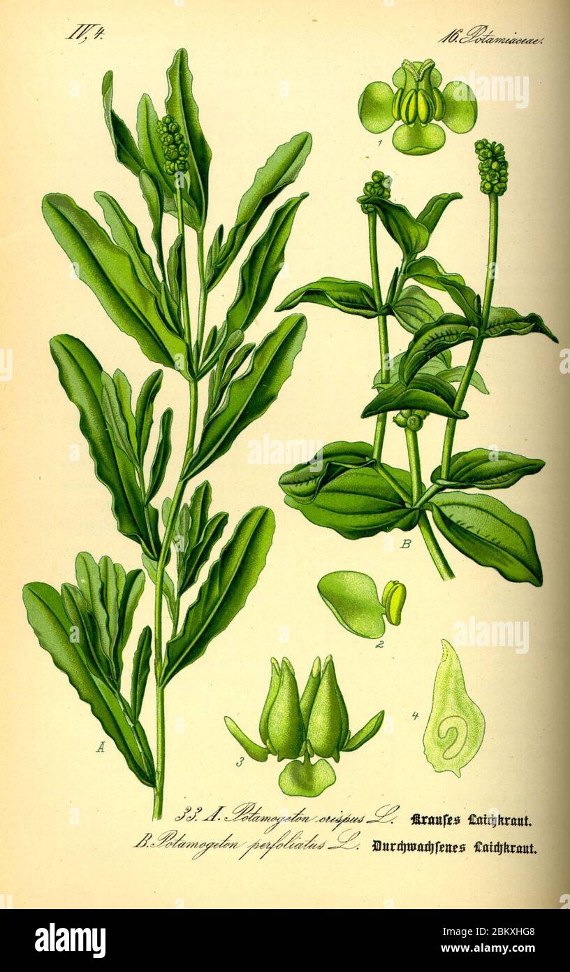 Illustration Potamogeton crispus & Potamogeton perfoliatus 0. Stock Photo