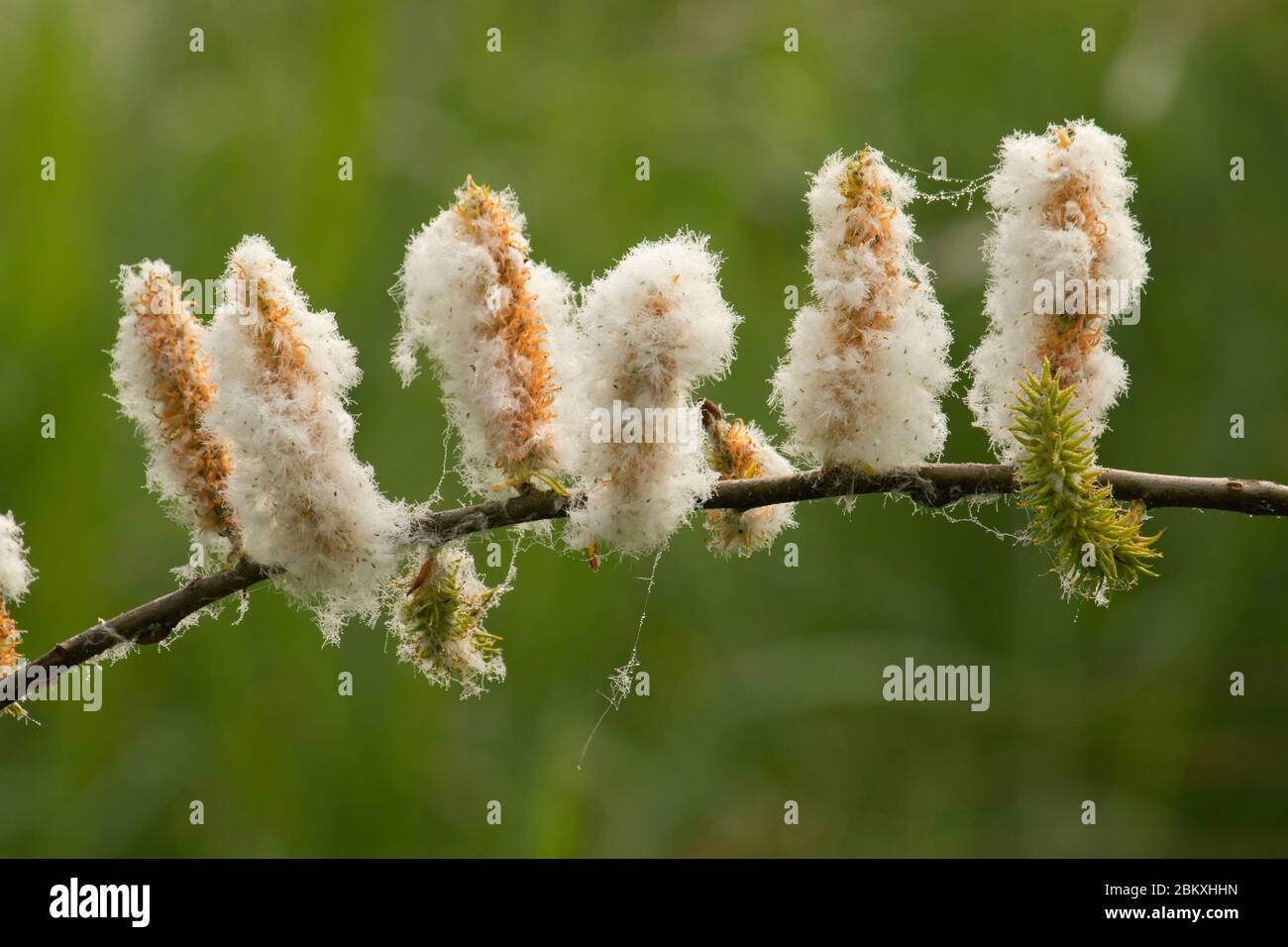 Willow seeds, Ankeny National Wildlife Refuge, Oregon Stock Photo