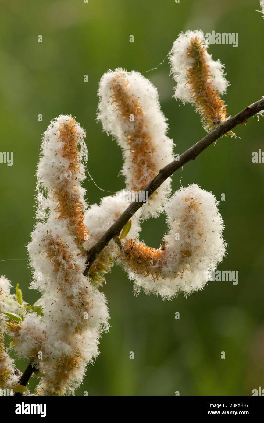 Willow seeds, Ankeny National Wildlife Refuge, Oregon Stock Photo
