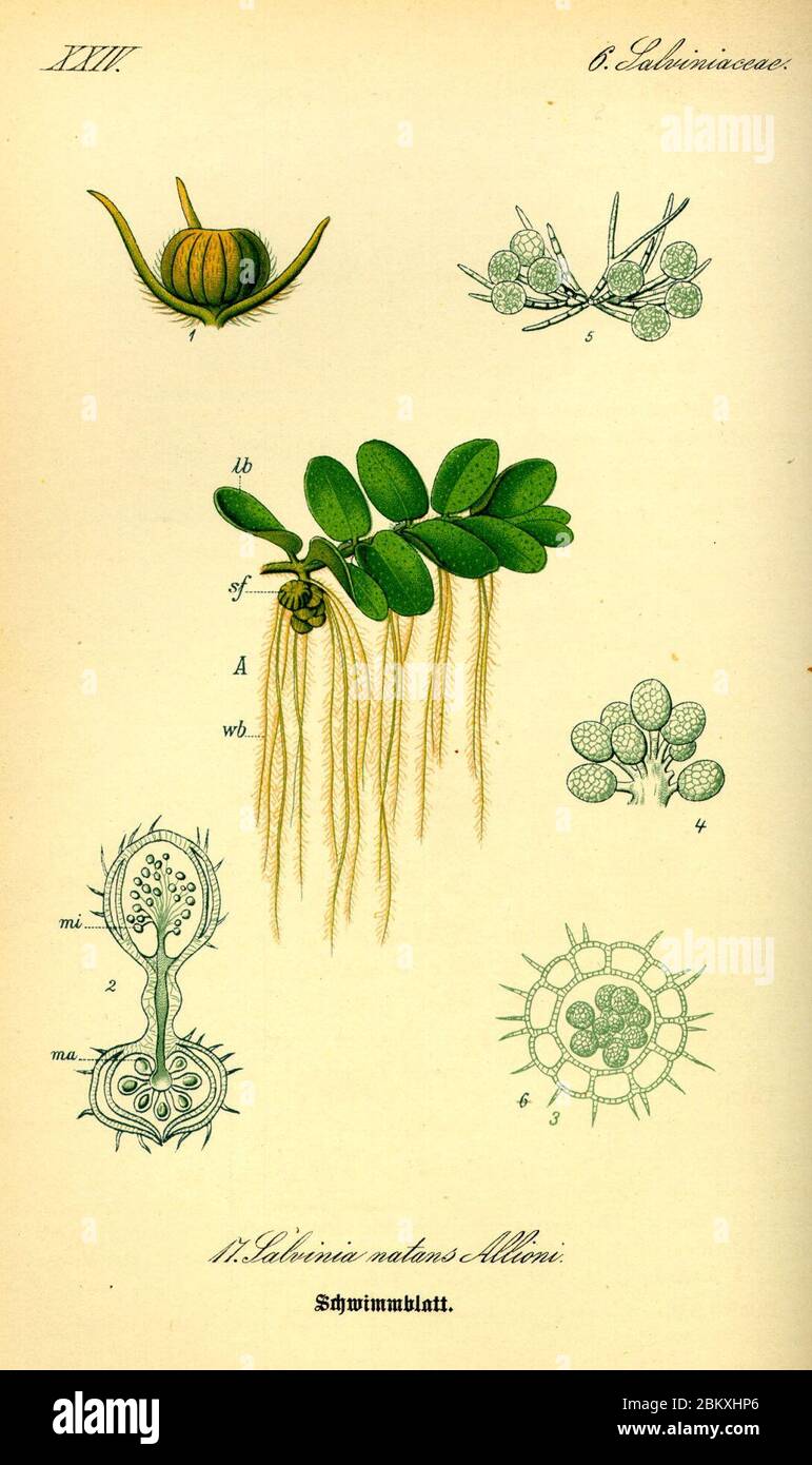 Illustration Salvinia natans0. Stock Photo