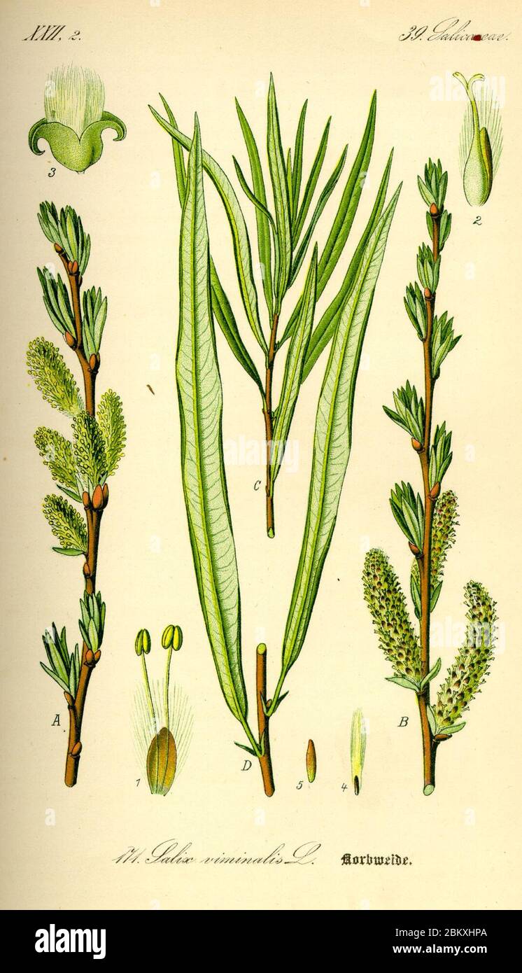 Illustration Salix viminalis0. Stock Photo
