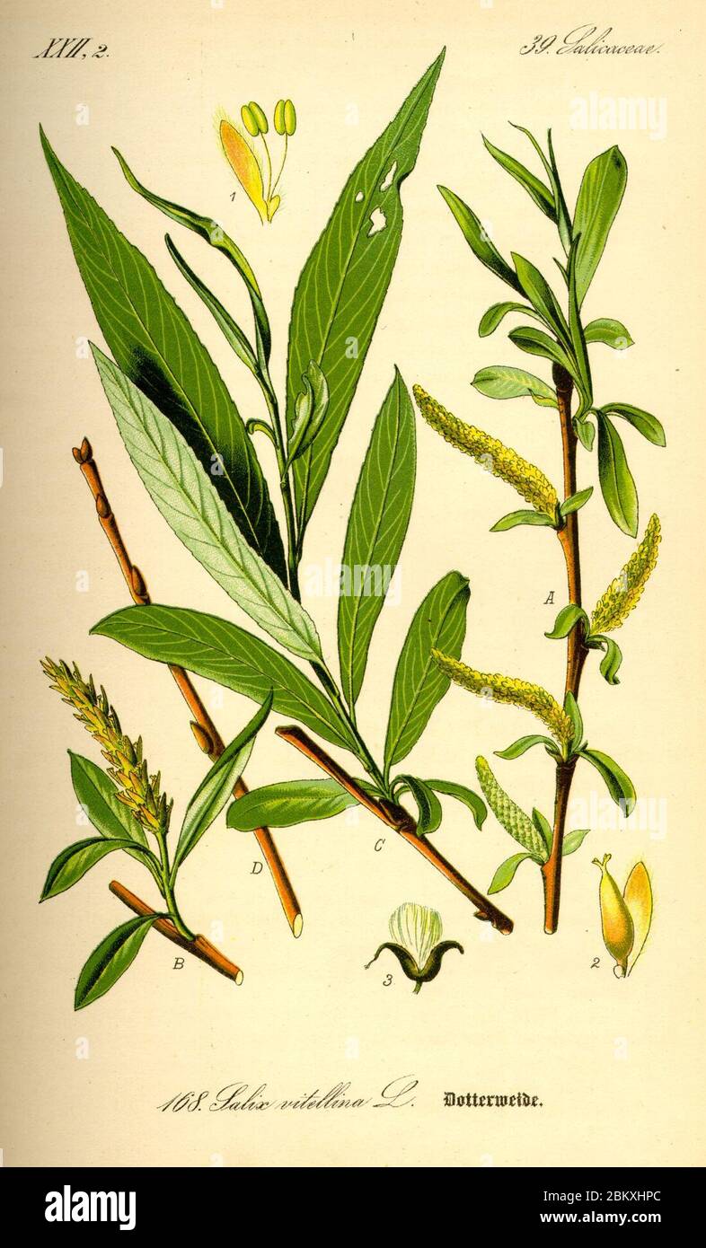 Illustration Salix alba0. Stock Photo