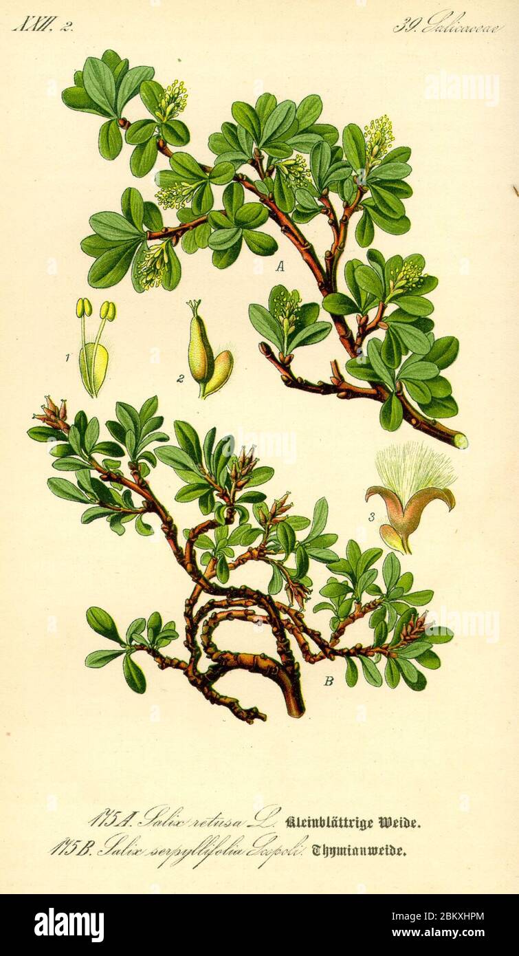 Illustration Salix serpyllifolia0. Stock Photo