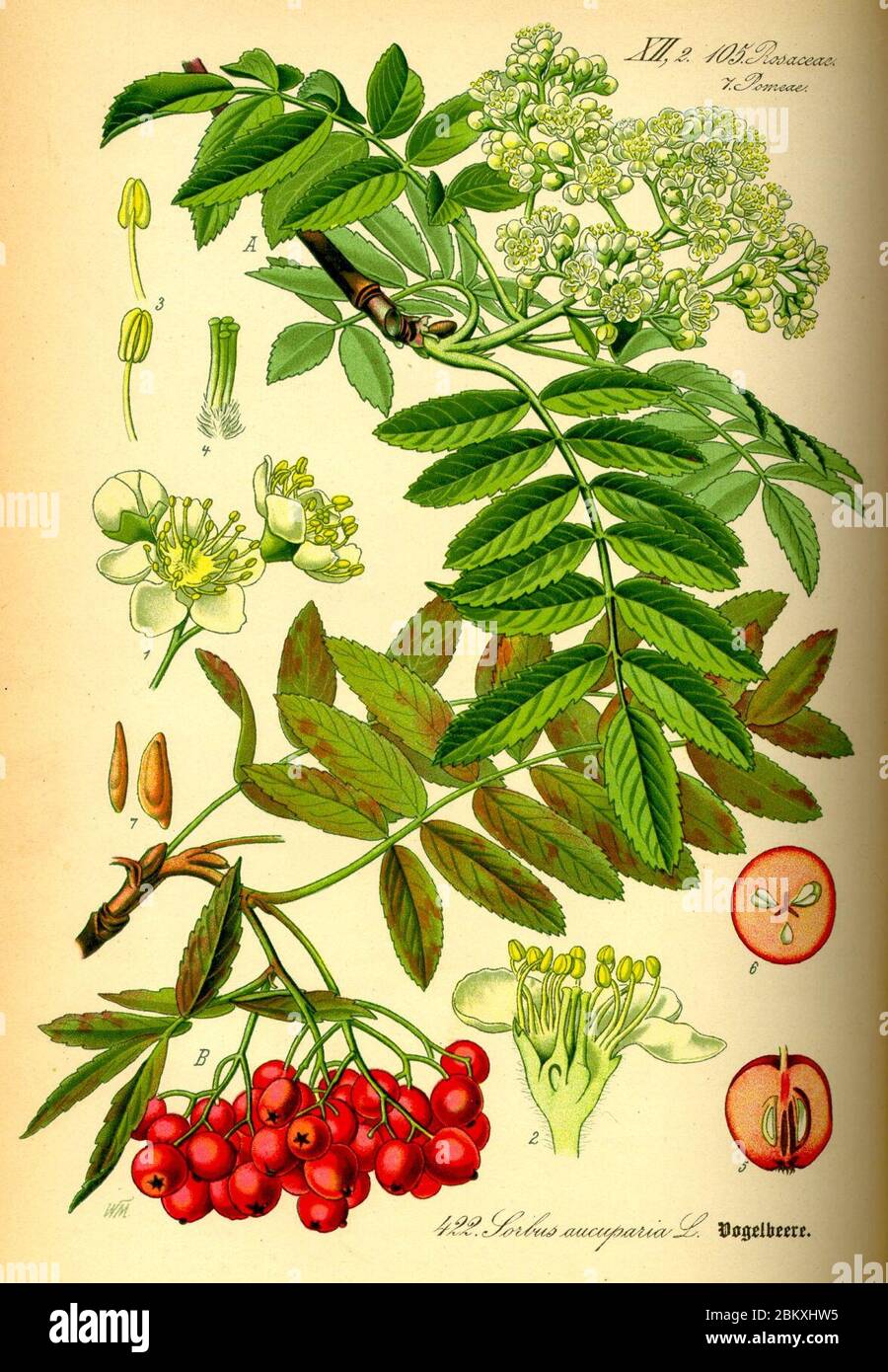 Illustration Sorbus aucuparia0. Stock Photo